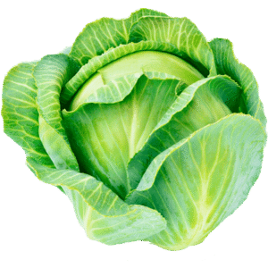Cabbage